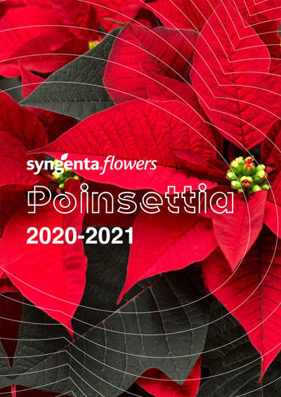 Zimné ruže 2020-2021