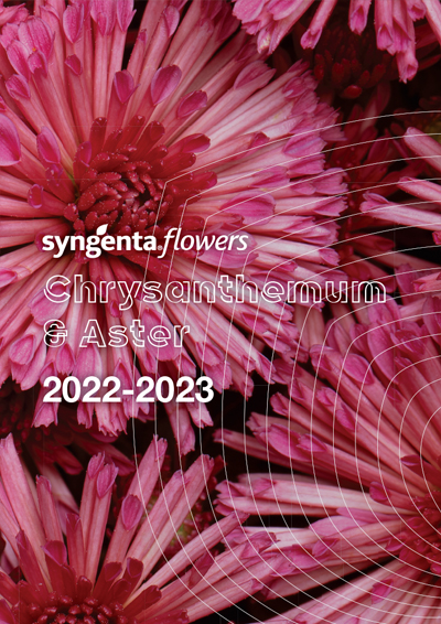 CHRYZANTÉMY 2022