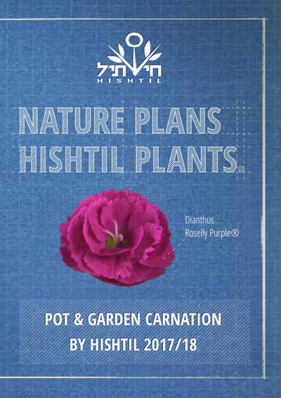 Hishtil Pot & Garden Carnation 2018