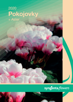 Izbové rastliny 2020 a Aster